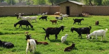 Goat Farming Rainy Season