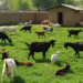 Goat Farming Rainy Season