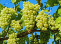 Grape Farming