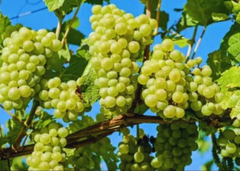 Grape Farming
