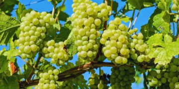Grape Farming