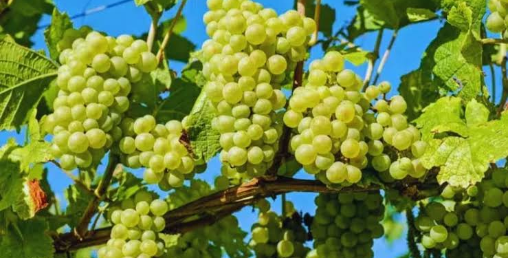 Grape Farming