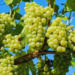Grape Farming