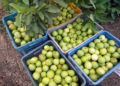 Guava Development Scheme