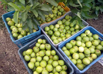 Guava Development Scheme