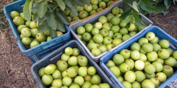 Guava Development Scheme