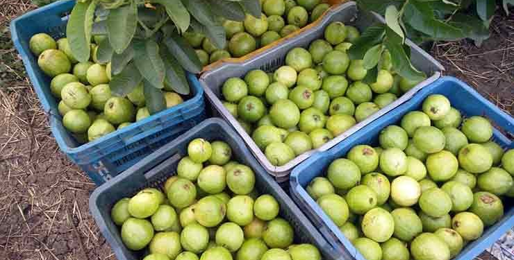 Guava Development Scheme