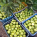 Guava Development Scheme