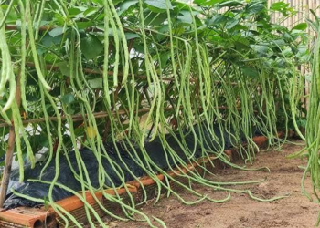 Hops Farming: किसानों के लिए कमाई का सुनहरा मौका, जानिए हॉप्स की खेती का पूरा तरीका,