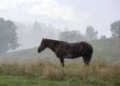 Horse Care Rainy Season