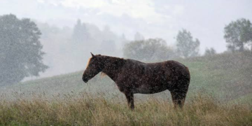 Horse Care Rainy Season