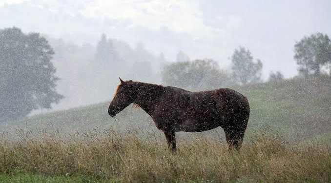 Horse Care Rainy Season