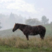 Horse Care Rainy Season