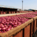Kanda Express Onion Price