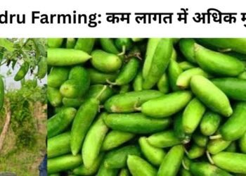 Kundru Farming