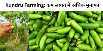 Kundru Farming