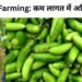 Kundru Farming
