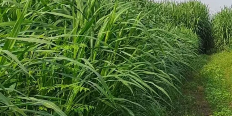 Lobia Ki Kheti