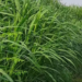 Lobia Ki Kheti