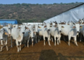 Monsoon Cow Care