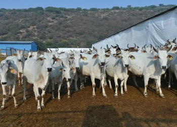 Monsoon Cow Care