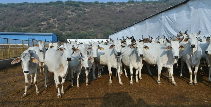 Monsoon Cow Care