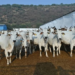 Monsoon Cow Care
