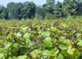 Moong Farming