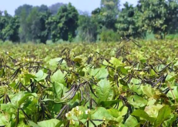 Moong Farming