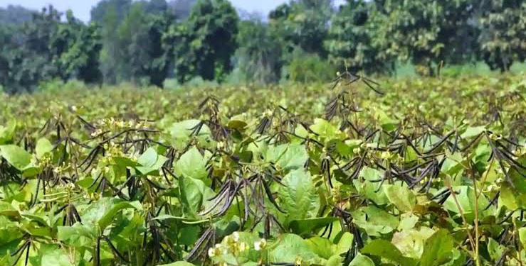 Moong Farming