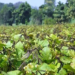 Moong Farming