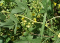 Moth Bean Farming