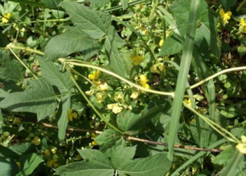 Moth Bean Farming