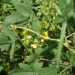 Moth Bean Farming