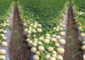 Muskmelon Farming