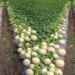 Muskmelon Farming