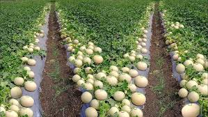 Muskmelon Farming