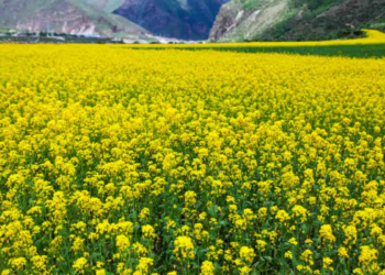 Mustard Farming