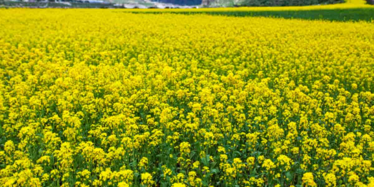 Mustard Farming