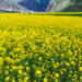 Mustard Farming