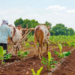 Natural & Organic Farming