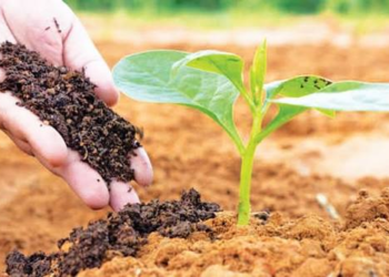Organic Farming क्या है? किसानों के लिए जैविक खेती की पूरी जानकारी