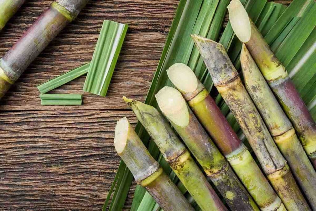Organic Sugarcane Farming