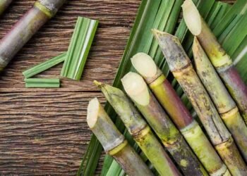 Organic Sugarcane Farming