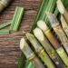 Organic Sugarcane Farming