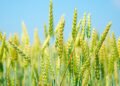 Organic Wheat Farming