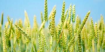 Organic Wheat Farming