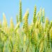 Organic Wheat Farming