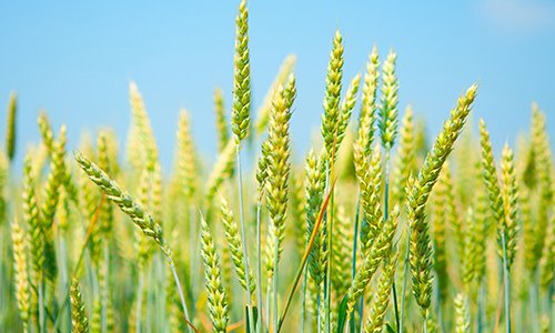Organic Wheat Farming