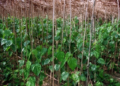Pan Farming